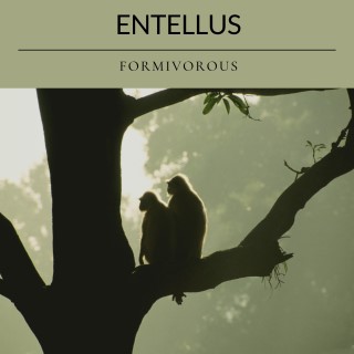 Entellus